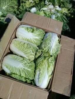 Капуста Пекинская