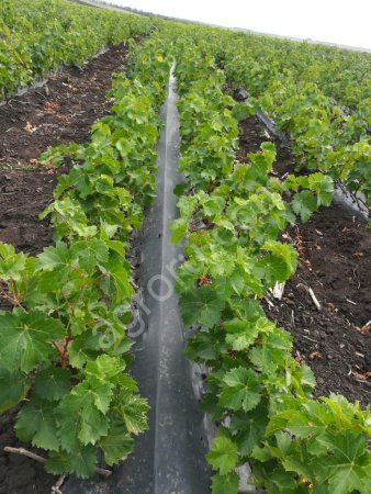 саженцы винограда