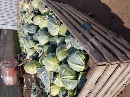 Капуста оптом