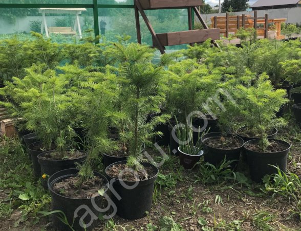 Саженцы кедр, ель голубая, пихта Оптом.
