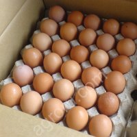 Яйцо куриное столовое