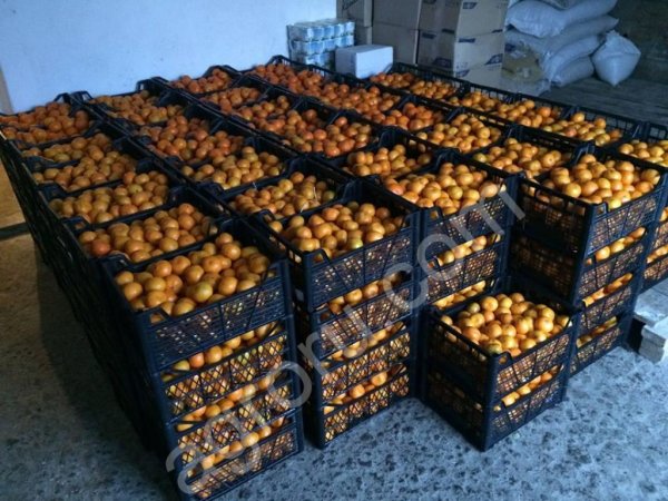 Мандарины оптом мелкий и крупный опт