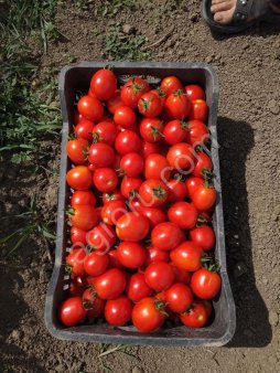 помидоры
