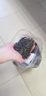 ПОДСОЛНЕЧНИК МАСЛИЧНЫЙ!