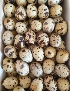 Перепилинное пищевое яйцо