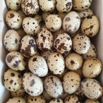 Перепилинное пищевое яйцо