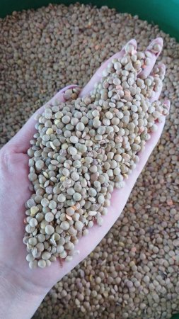 Зеленая чесевица