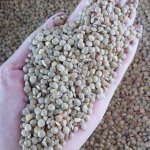 Зеленая чесевица