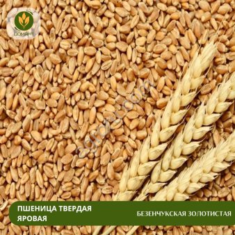 Семена пшеницы Безенчукская золотистая