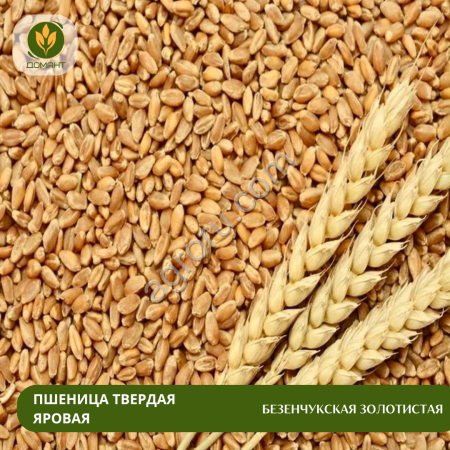 Семена пшеницы Безенчукская золотистая