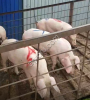Свиньи, Поросята(оптом)