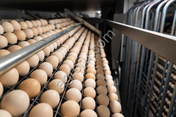 Инкубационное яйцо