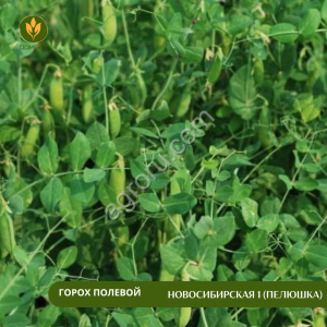 Горох полевой Новосибирская 1 (пелюшка)