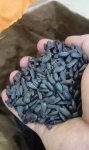 Семена гибрида подсолнечника Пионер P64LE25