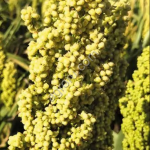 БИАНКА ЗЕРНОВОЕ СОРГО