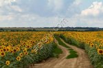 Гибрид подсолнечника Ирэн