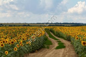Гибрид подсолнечника Ирэн