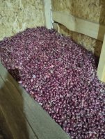 Лук севок Кармен