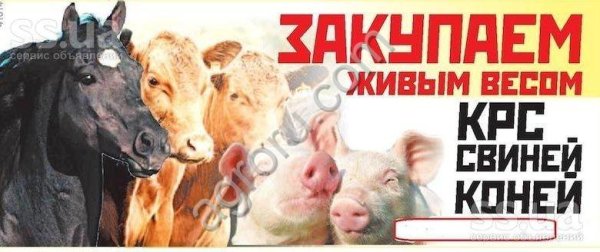 Лошадей , КРС. По всей территории РБ