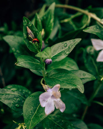 Технология выращивания белладонны: от посадки до заготовки сырья