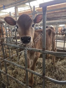 телочка Джерси 1 месяц