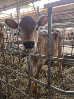 телочка Джерси 1 месяц