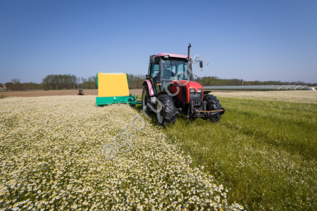 Комбайн по сбору цветов ромашки HERBAS KVH-2000E