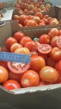 Помидоры оптом