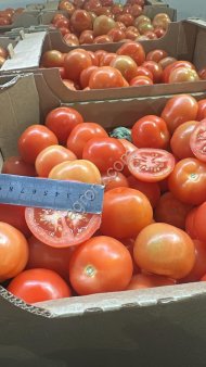 Помидоры оптом