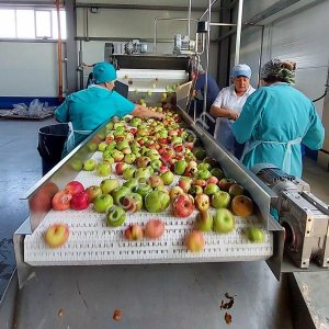 Линия производства фруктовых и овощных пюре