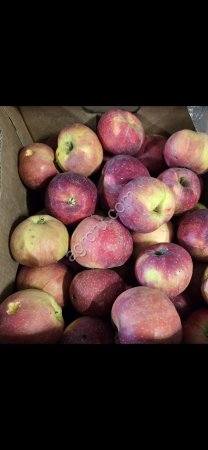 Яблоко Альва 2 сорт