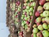 Яблоки российские летние урожай 2026 года