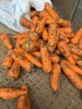 Морковь столовая оптом