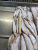 Корюшка азиатская зубастая 20-23см