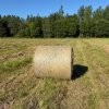 Сено луговое разнотравье