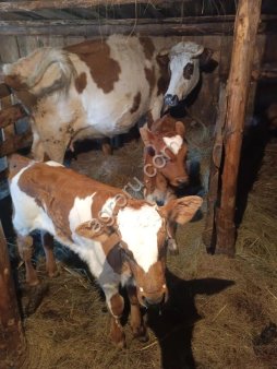 Коровы, быки, телки, телята