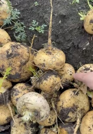 Репа Петровская