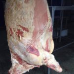 туши и полутуши быка и коровы из Беларуси.