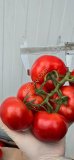 Тепличные Помидоры Премиум-Класса из Туркменистана