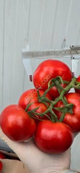 Тепличные Помидоры Премиум-Класса из Туркменистана