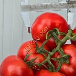 Тепличные Помидоры Премиум-Класса из Туркменистана