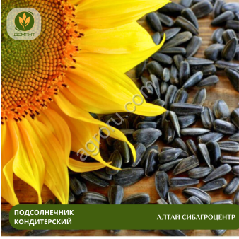 Семена подсолнечника Алтай Сибагроцентр