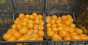 Абхазские мандарины опт