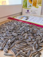 Семечки подсолнечника (полосатые)