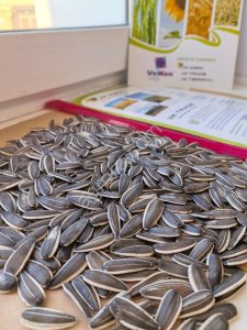 Семечки подсолнечника (полосатые)