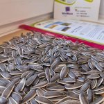 Семечки подсолнечника (полосатые)