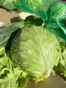 Капуста белокачанная ЗАРИСМА 2026