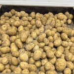 Картофель оптом.