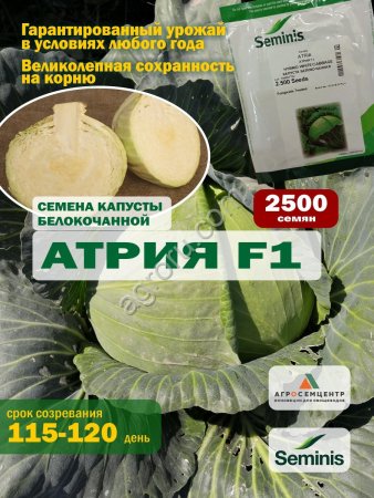 Семена капусты Атрия F1, 2500 шт.