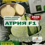 Семена капусты Атрия F1, 2500 шт.
